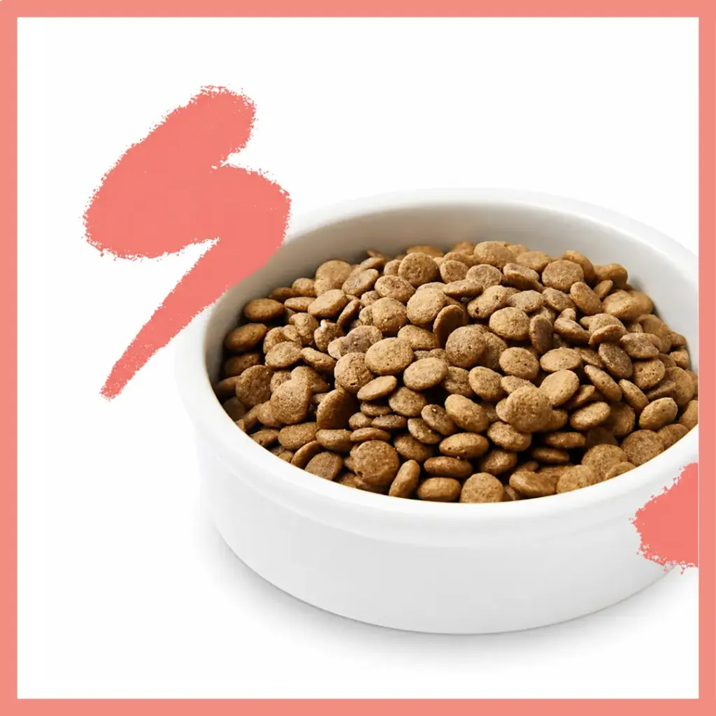 (New) Poisson adulte frais sans céréales 🐱